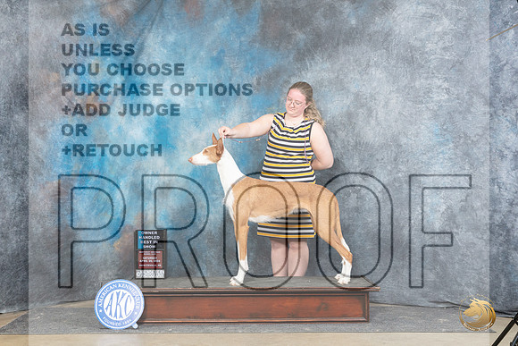 Ibizan Hound #22 Sat OHBIS Judge Peggy Lloyd r__JP_5986_Fayetteville2024_HR3