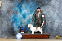 PBGV #5 Sun G1 Judge Elizabeth Muthard