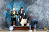 Polish Lowland Sheepdog #5 Sun OHG3 Judge Joyce Siddall