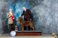 Chesapeake Bay Retriever #5 Sun G2 Judge Carolyn Herbel