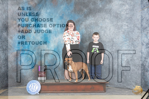 Staffordshire Bull Terrier #5 Sun OHG1 Judge Peggy Lloyd__JP_6036_Fayetteville2024_HR3