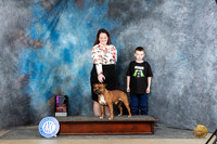 Staffordshire Bull Terrier #5 Sun OHG1 Judge Peggy Lloyd