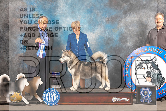 Alaskan Malamute #6 WED WB BW Judge John Wade_MJ_2548_Houston_2022_HR3