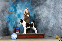 Canaan Dog #5 Sunn G1 Judge Linda Hurlebaus