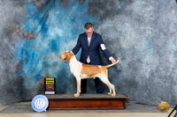 Bracco Italiano #7 Sun G3 Judge Carolyn Herbel