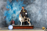 Collie Smooth #14 Sun G2 Judge Linda Hurlebaus