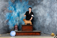 Norfolk Terrier #5 Sun G2 Judge Carolyn Herbel