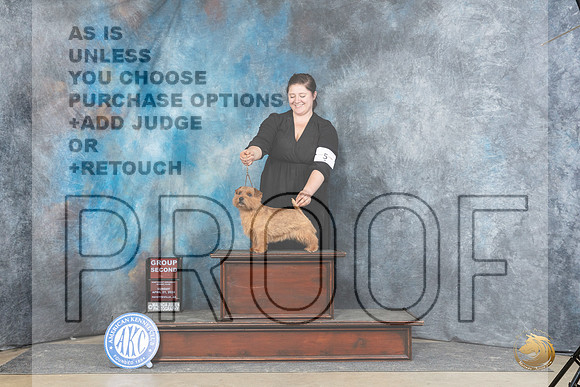 Norfolk Terrier #5 Sun G2 Judge Carolyn Herbel__JP_6083_Fayetteville2024_HR3