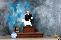 West Highland White Terrier #6 Sun G3 Judge Carolyn Herbel
