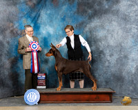 Doberman Pinscher #44 Sun BIS Judge Carolyn Herbel