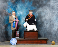 Sealyham Terrier #10 Sun RBIS Judge Carolyn Herbel