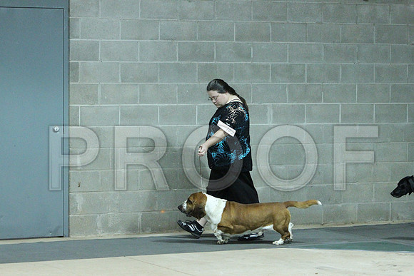 HoundGrpCCL_1498LR
