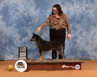 Australian Cattle Dog #30 Mon SB Judge Betty Pollock-2
