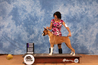 Boxer #16 Sun WB Judge Doris Cozart-2