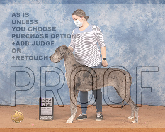 Great Dane #10 Sun RWB Judge Cathy Nelson PollockMMJ_0394_NRKC2022_HR3
