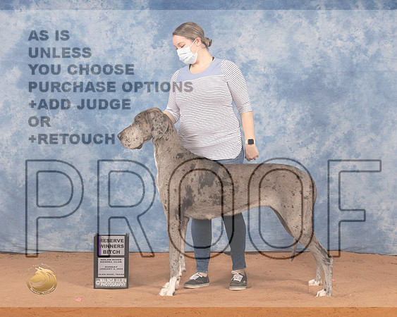 Great Dane #10 Sun RWB Judge Cathy Nelson PollockMMJ_0396_NRKC2022_HR3
