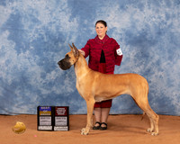 Great Dane #26 Sun BOBOHBOB Judge Betty Nelson Pollock