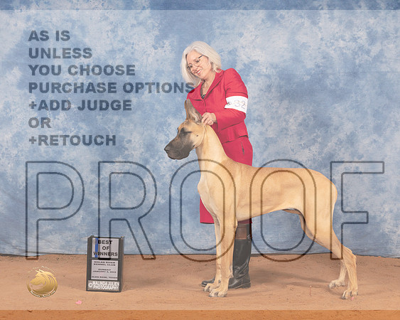 Great Dane #32 Sun BOW Judge Betty Nelson PollockMMJ_0391_NRKC2022_HR3