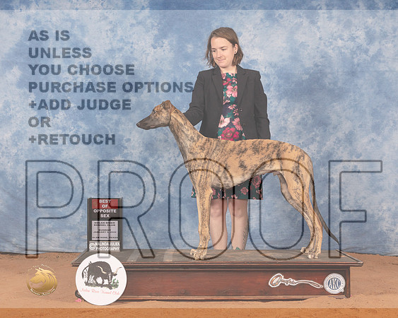 Greyhound #5 Sun BOS Judge Michael CanalizoMMJ_0282_NRKC2022_HR3