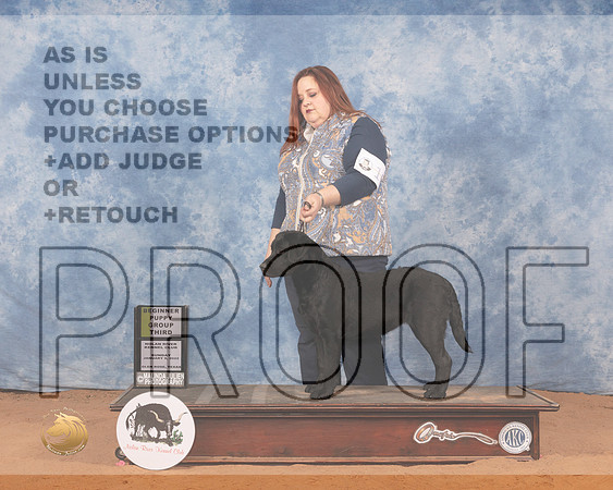 Labrador Retriever #10 Sun PG3 Judge Joy BassMMJ_0380_NRKC2022_HR3