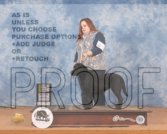 Labrador Retriever #10 Sun PG3 Judge Joy BassMMJ_0382_NRKC2022_HR3