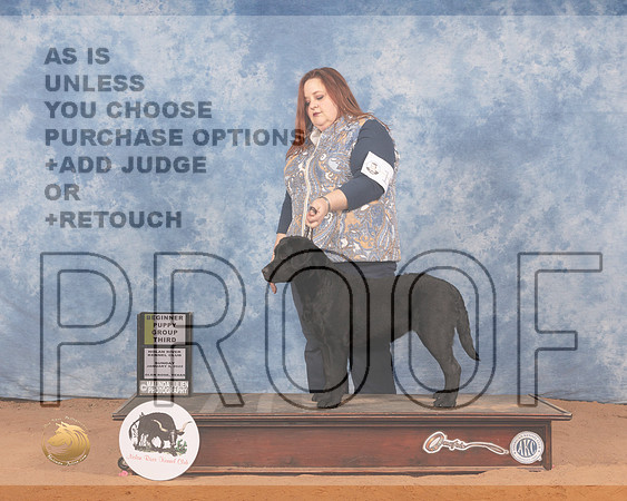 Labrador Retriever #10 Sun PG3 Judge Joy BassMMJ_0383_NRKC2022_HR3