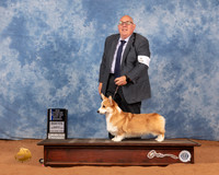 Pembroke Welsh Corgi #32 Sun BOW Judge Linda Clark