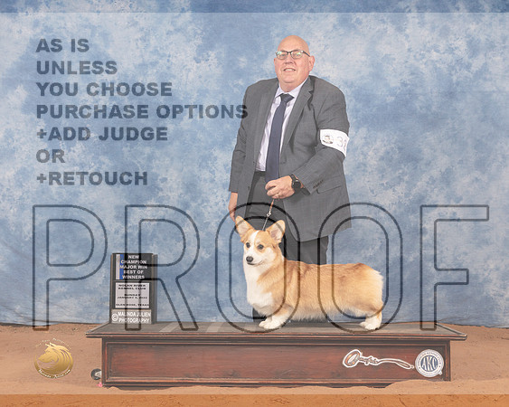 Pembroke Welsh Corgi #32 Sun BOW Judge Linda ClarkMMJ_0421_NRKC2022_HR3