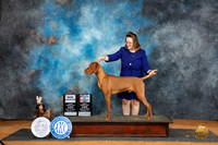 Vizsla #9 Sun WDBOSCH Judge Karen Hynek