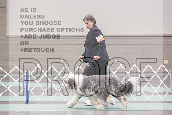 Bearded Collie Sat Rings_JJL_9228_UKCLNGVIEWOCT2024_2024_HR3
