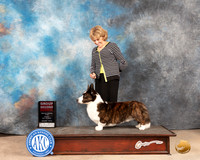Cardigan Welsh Corgi #7 Fri G2 Judge Eric Liebes