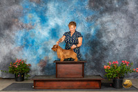 Norfolk Terrier #5 Sun For Advertising