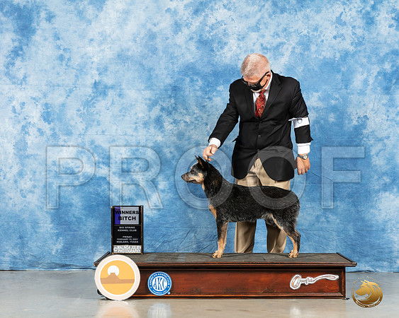 Australian Cattle Dog #6 Fri WB Judge Nancy Simmons_MMJ_0202_HR3