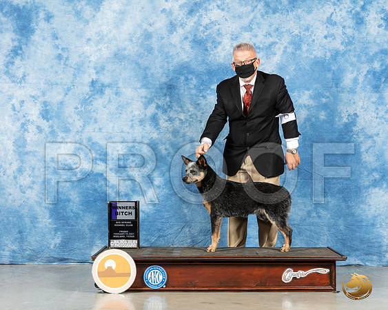 Australian Cattle Dog #6 Fri WB Judge Nancy Simmons_MMJ_0204_HR3