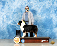 Australian Shepherd #45 Fri OD3 Judge Charles Olvis