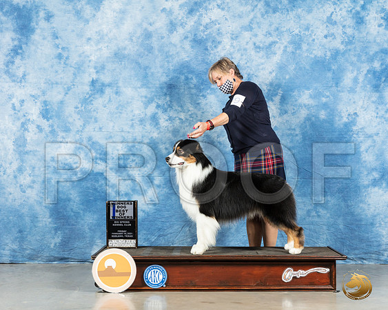 Australian Shepherd #49 Sun BOW Judge Charles Olvis_MMJ_0190_HR3