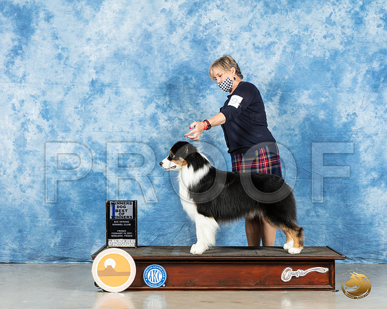 Australian Shepherd #49 Sun BOW Judge Charles Olvis_MMJ_0192_HR3