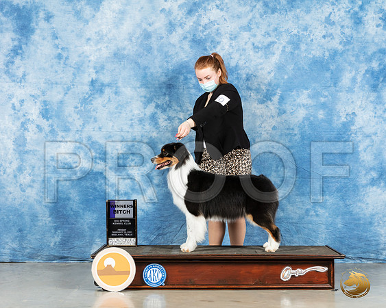 Australian Shepherd #49 Sun BOW Judge Charles Olvis_MMJ_0195_HR3