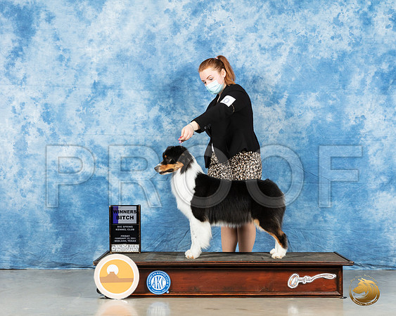 Australian Shepherd #49 Sun BOW Judge Charles Olvis_MMJ_0196_HR3