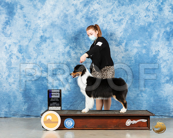 Australian Shepherd #49 Sun BOW Judge Charles Olvis_MMJ_0198_HR3