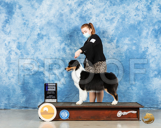 Australian Shepherd #49 Sun BOW Judge Charles Olvis_MMJ_0199_HR3