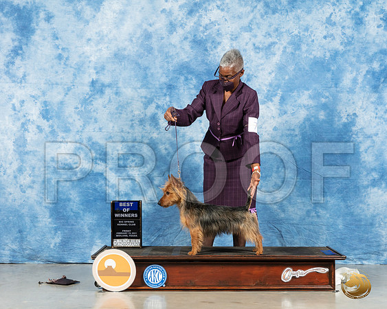 Australian Terrier #7 Fri BOW Judge Steve Keeting_MMJ_0216_HR3