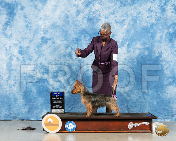 Australian Terrier #7 Fri BOW Judge Steve Keeting_MMJ_0217_HR3