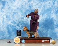 Australian Terrier #7 Fri BOW Judge Steve Keeting
