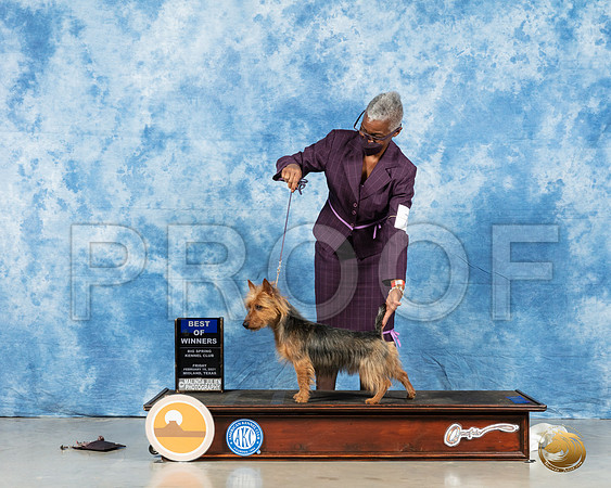 Australian Terrier #7 Fri BOW Judge Steve Keeting_MMJ_0215_HR3