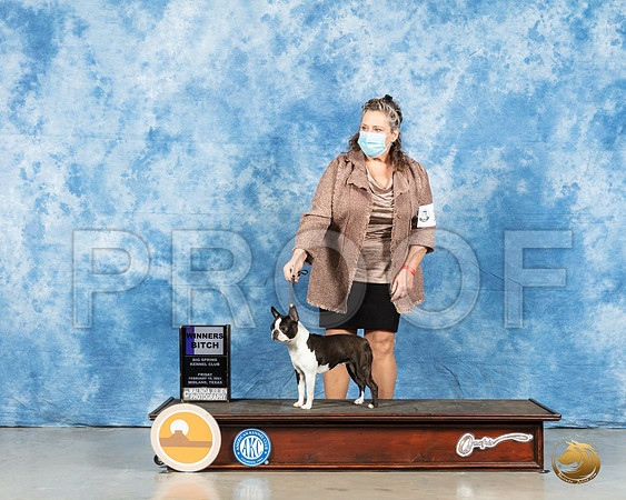 Boston Terrier #10 Fri WB Judge Carolyn Herble_MMJ_0247_HR3