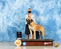 Bullmastiff #23 Fri WD Judge Judith Brown