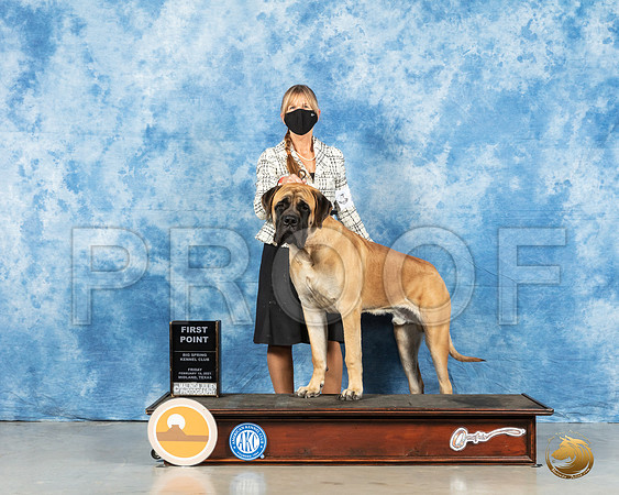 Bullmastiff #23 Fri WD Judge Judith Brown_MMJ_0220_HR3