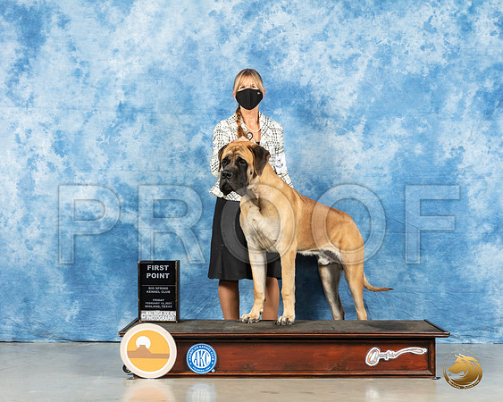 Bullmastiff #23 Fri WD Judge Judith Brown_MMJ_0222_HR3