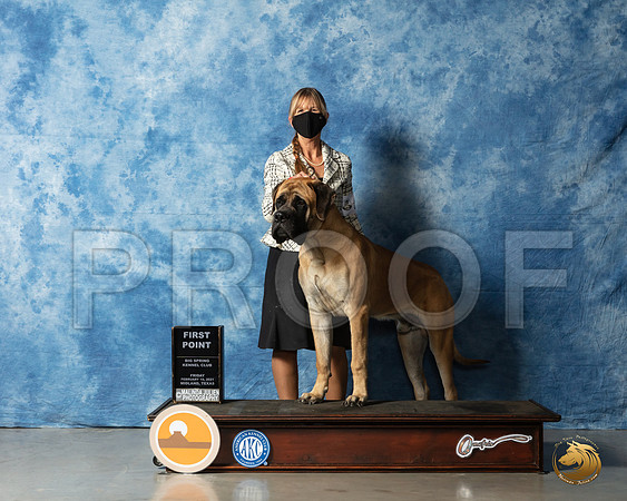 Bullmastiff #23 Fri WD Judge Judith Brown_MMJ_0221_HR3